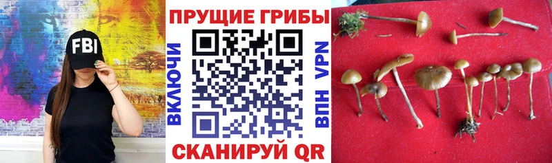 купить   Харабали  Галлюциногенные грибы Psilocybine cubensis 
